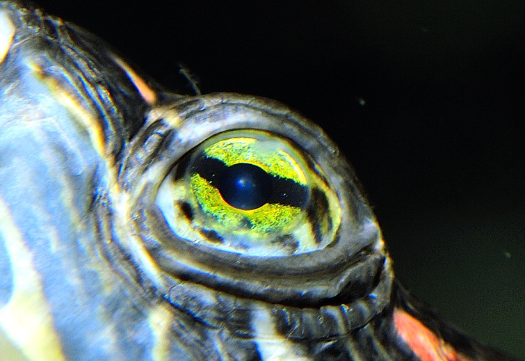 Looking at You...