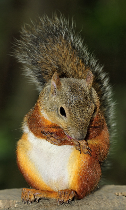 Squirrel Toilette