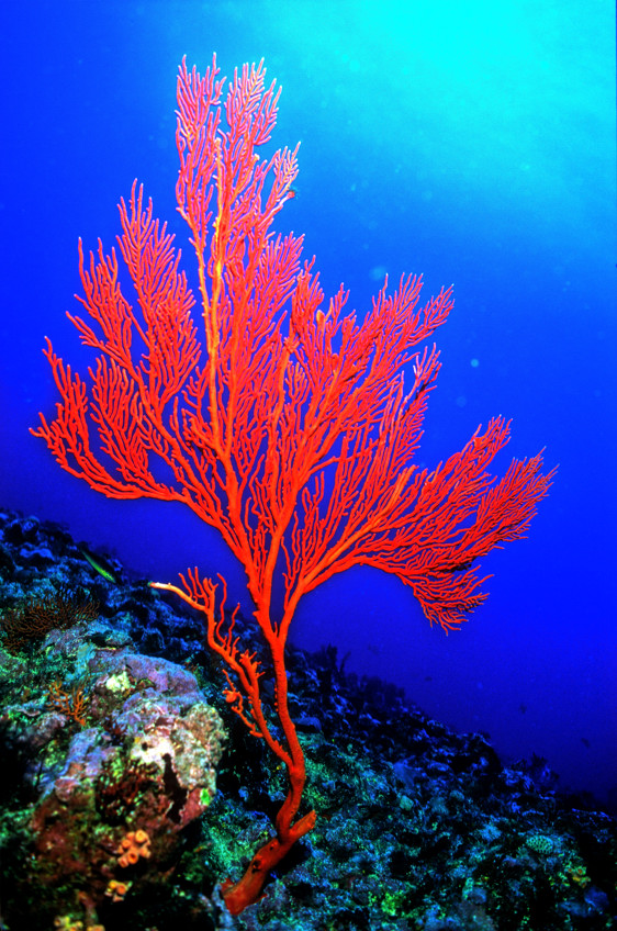 The Red Seafan
