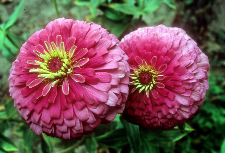 Pink Flowers The Reality