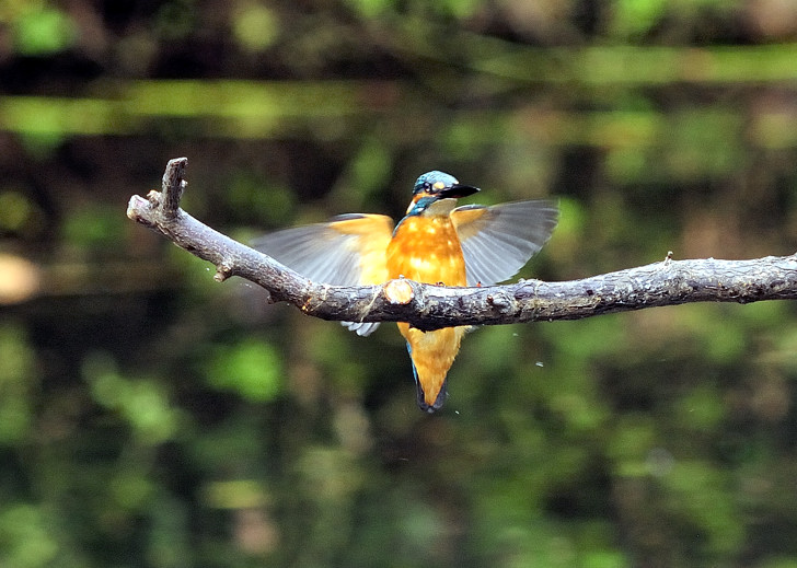 Kingfisher Landing...