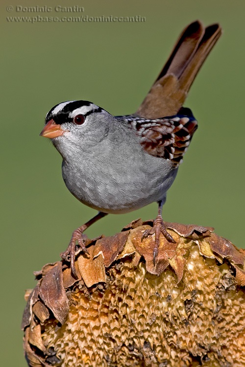 Bruant ECouronne Blanche  / White-Crowned Sparrow