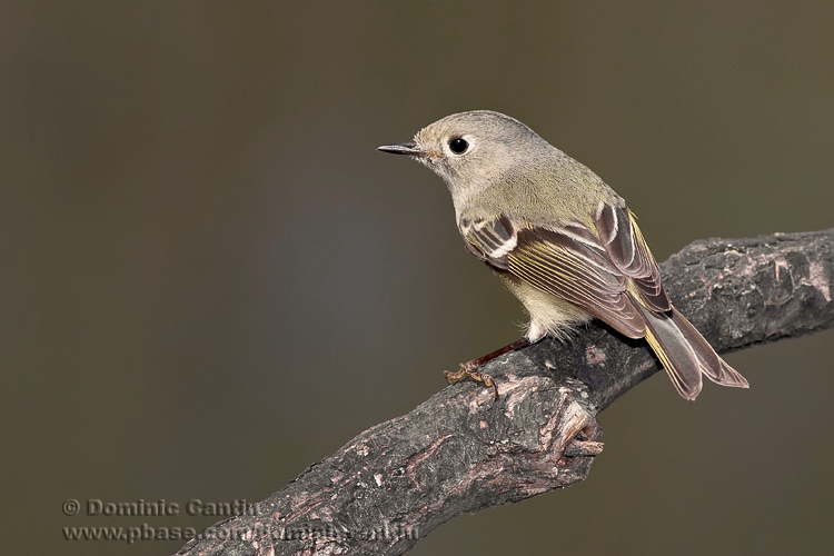 Roitelet  Couronne Rubis / Ruby-crowned Kinglet