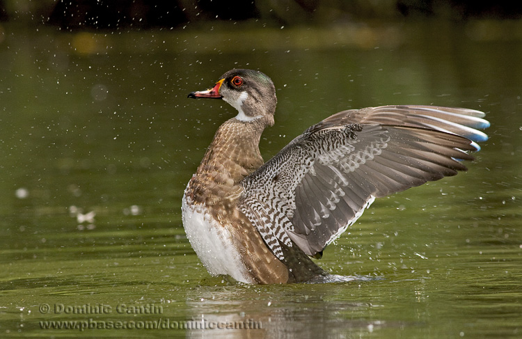 Canard Branchu / Wood Duck