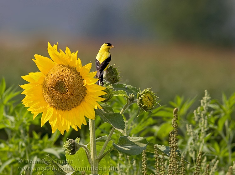 Chardonneret Jaune / American Goldfinch