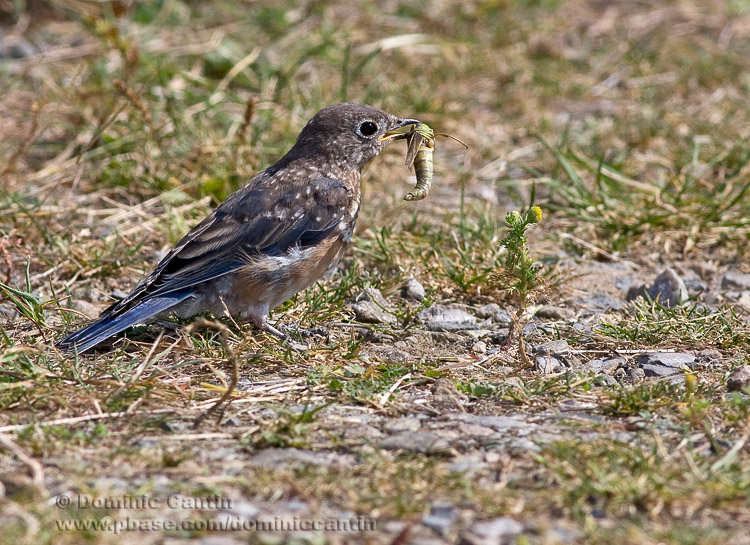 Merlebleu de lEst / Eastern Bluebird