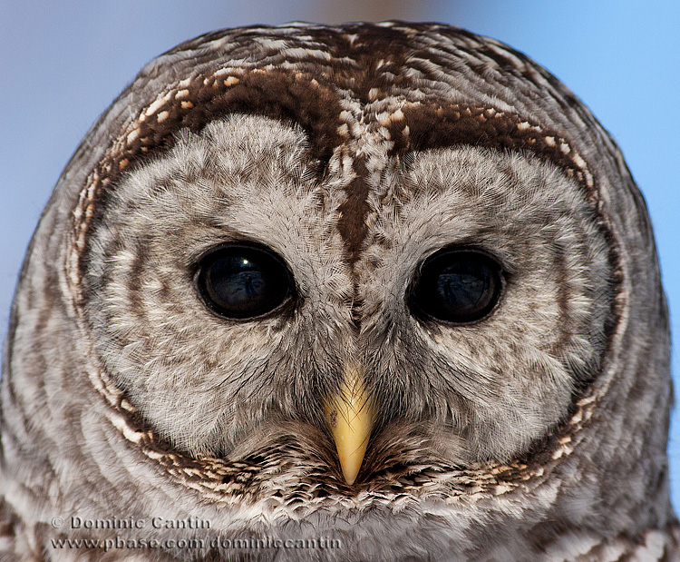 Chouette Raye / Barred Owl