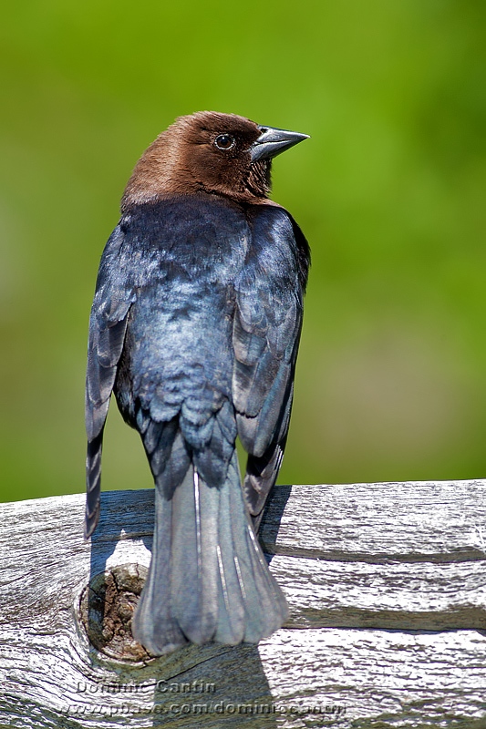 Vacher  tte brune / Brown-headed Cowbird