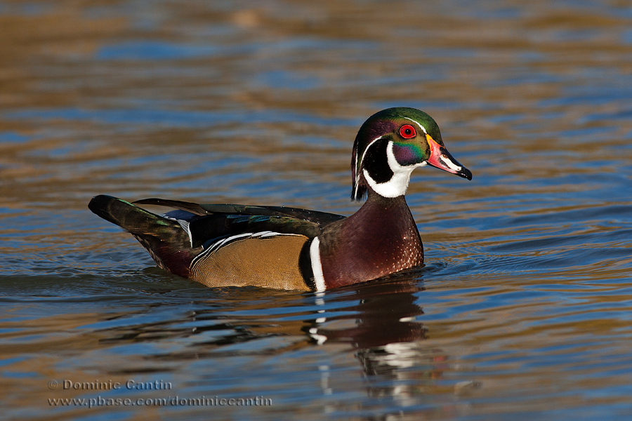 Canard branchu / Wood Duck 