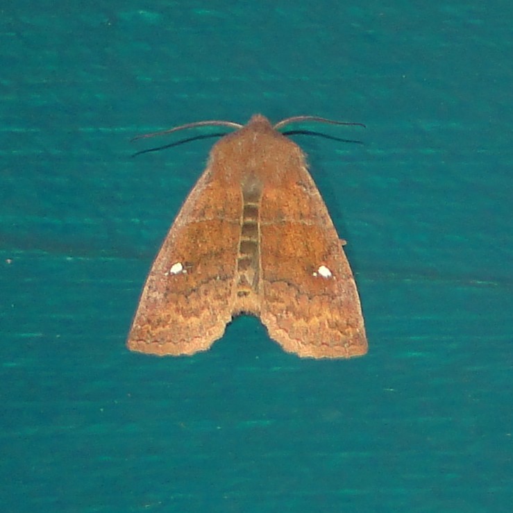 9933 Eupsilia vinulenta Straight-Toothed Sallow Moth Athol Ma 3-11-2011.JPG