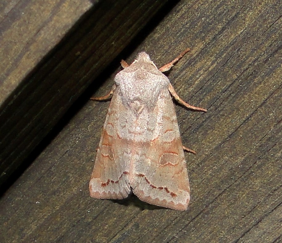 10490  Orthosia revicta  Subdued Quaker Moth 1-11-2011 Athol Ma.JPG Accepted by BAMONA