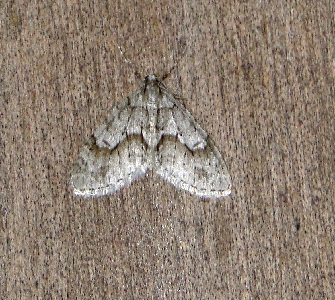 7637 B  Cladara limitaria  Mottled Gray Carpet Moth 4-12-2011.JPG Accepted by BAMONA