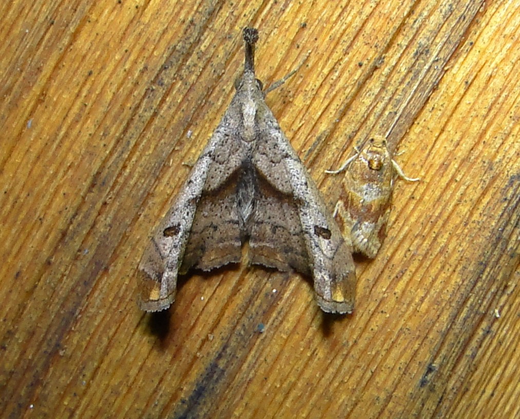 8397  Palthis angulalis  Dark-spotted Palthis Moth 5-26-2011 Athol Ma.JPG