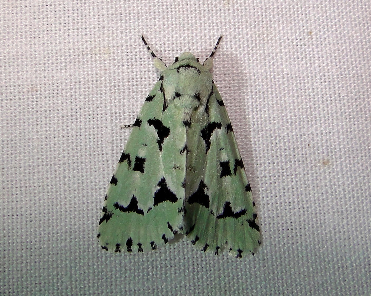 9281  Agriopodes fallax  Green Marvel Moth 5-28-2011 Athol Ma.JPG