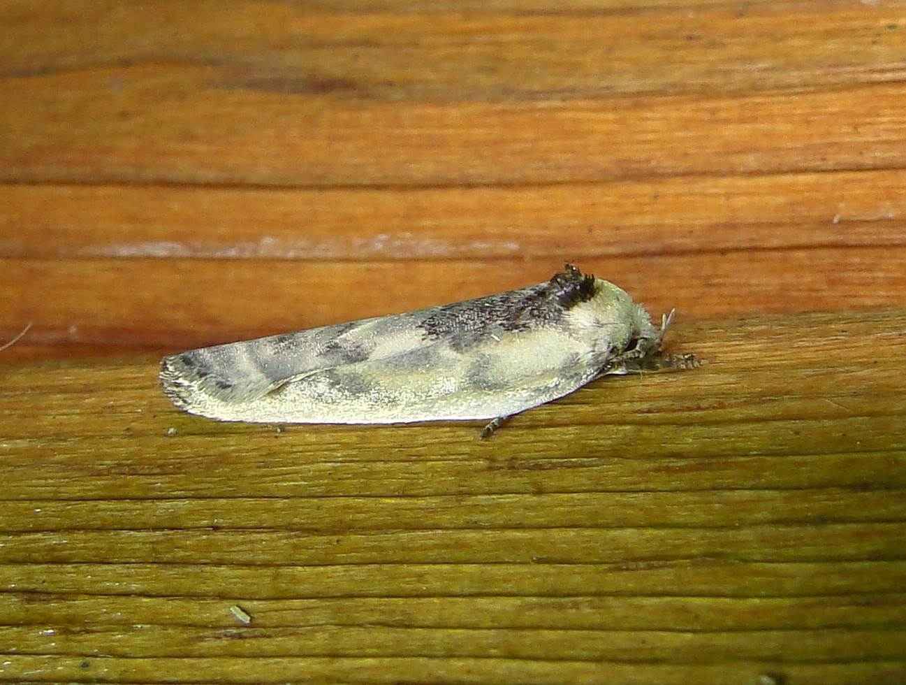 1011  Antaeotricha schlaegeri  Schlaegers Fruitworm Moth 6-5-2011 Athol Ma.JPG