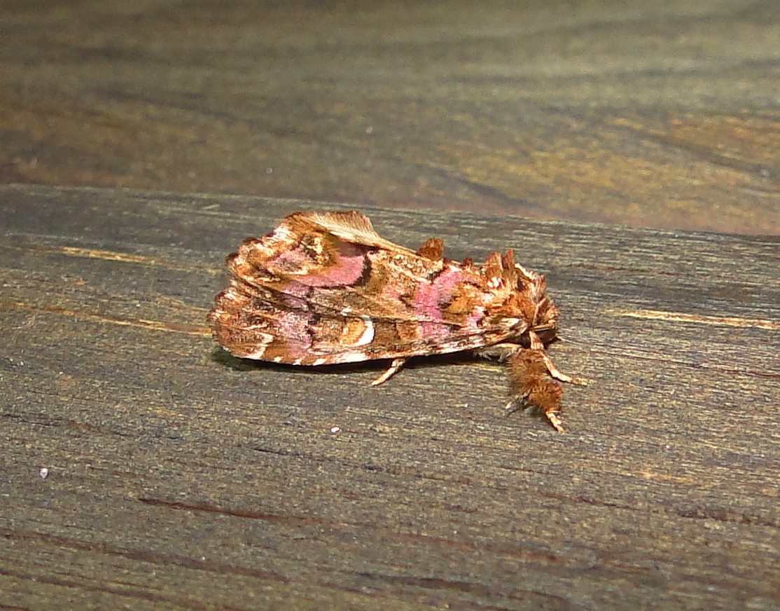 9631  Callopistria mollissima  Pink-shaded Fern Moth 6-6-2011 Athol Ma.JPG