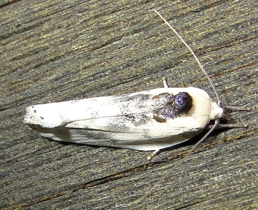 1011  Antaeotricha schlaegeri  Schlaegers Fruitworm Moth 6-10-2011 Athol ma.JPG