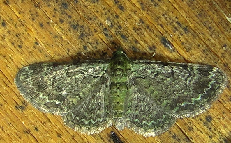 7625 E  Pasiphila rectangulata  Green Pug Moth 6-10-2011 Athol Ma.JPG
