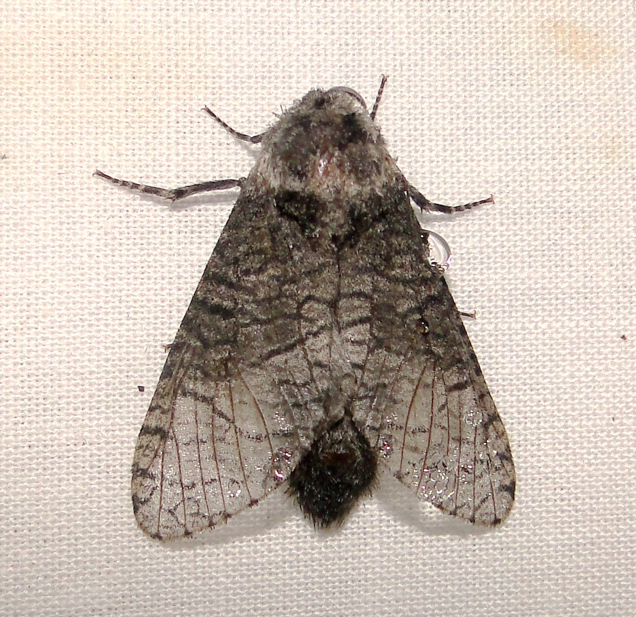 2694  Prionoxystus macmurtrei  Little Carpenterworm Moth  6-9-2011 Athol Ma.JPG