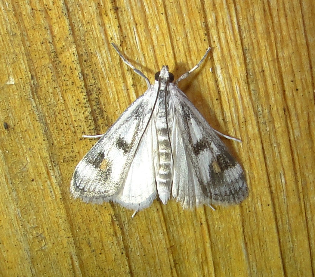 4759  Parapoynx maculalis  Polymorphic Pondweed Moth 6-11-2011 Athol Ma.JPG