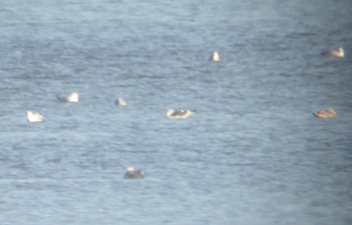 Lesser Black-backed Gull