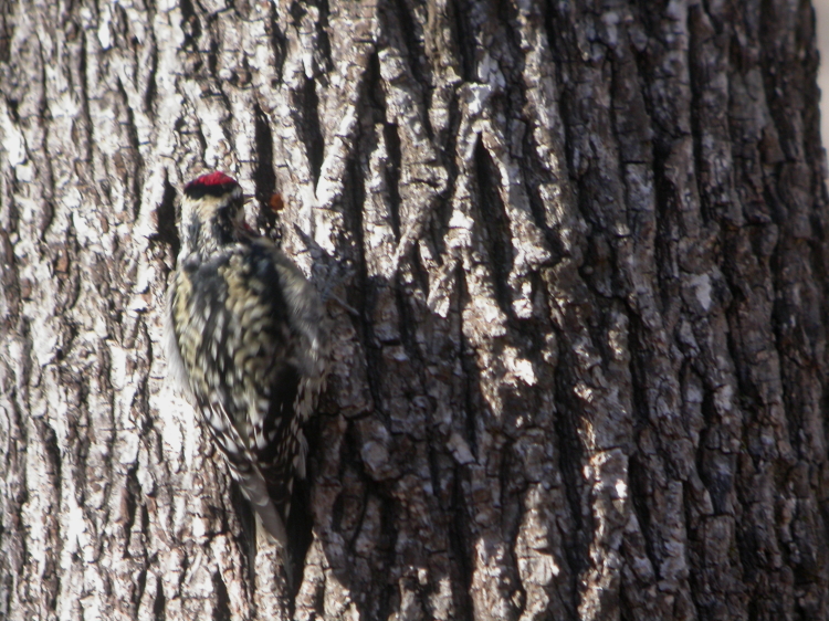 Yellow-bellied Sapsucker