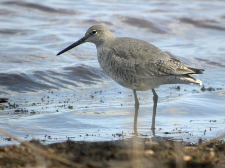 Willet