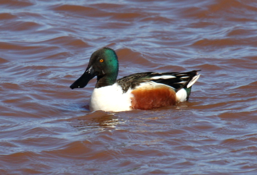 Northern Shoveler