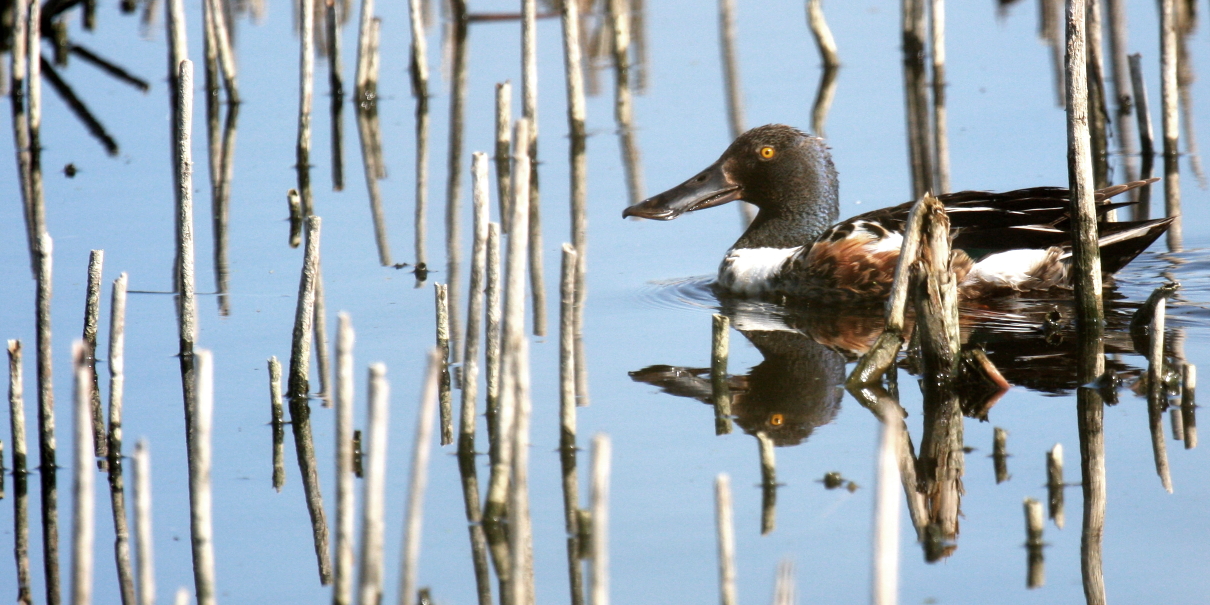 Northern Shoveler