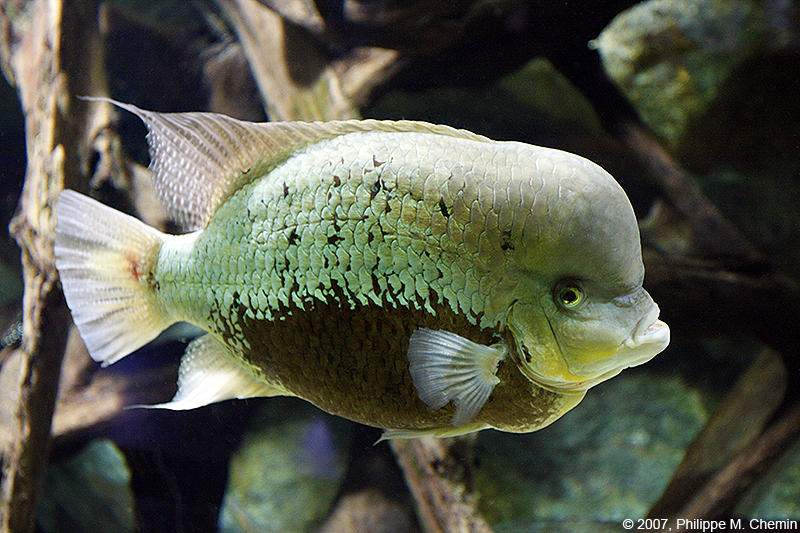 Cichlid pantano