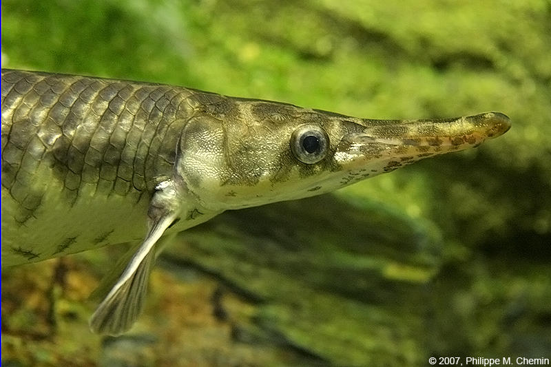 Brochet crocodile