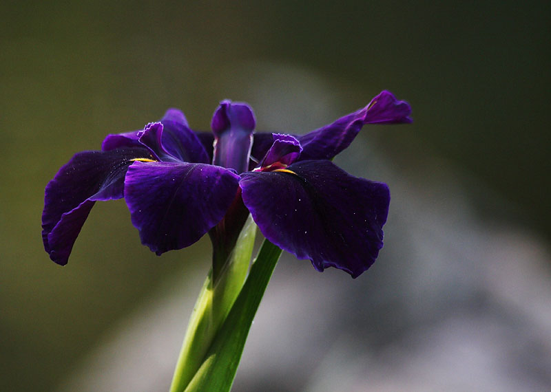 Iris