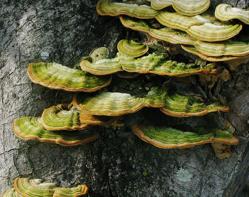 Fungi