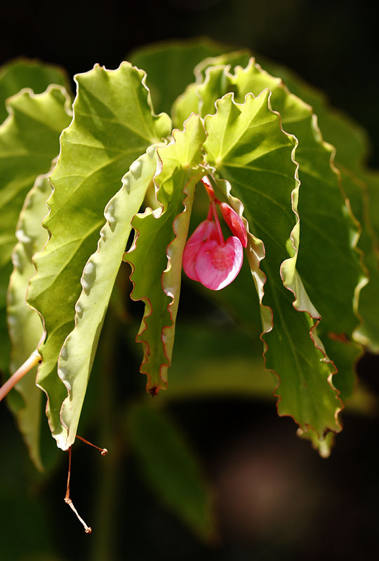Begonia
