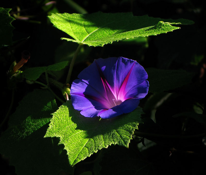 Convolvulus