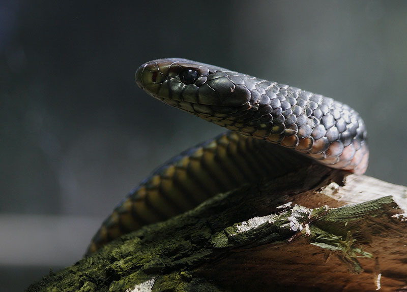reptiles_and_turtles