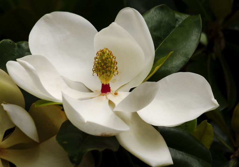 Magnolia