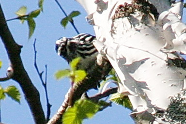 black_and_white_warbler