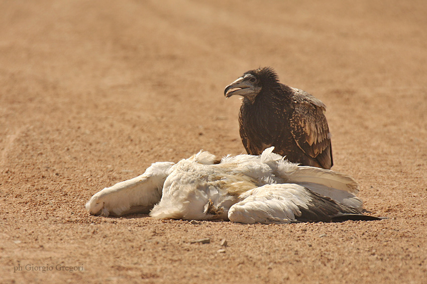 Capovaccaio - Egyptian Vulture - Neophron percnopterus
