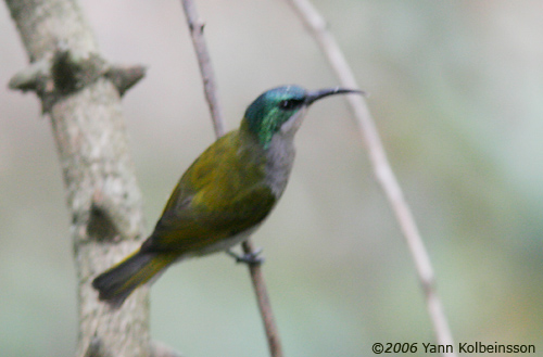 Green-headed Sunbird, female