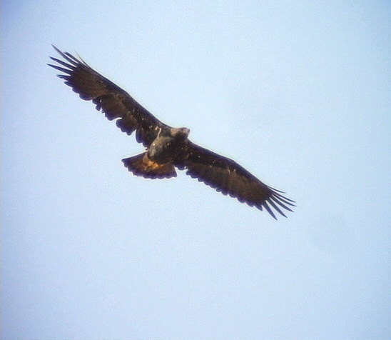 Kejsarrn<br> Imperial Eagle(Eastern Imperial Eagle)<br> Aquila heliaca