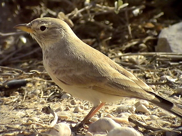 Stenkenlrka<br> Desert Lark<br> Ammomanes deserti