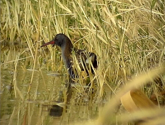 Vattenrall<br>  Water Rail<br> Rallus aquaticus