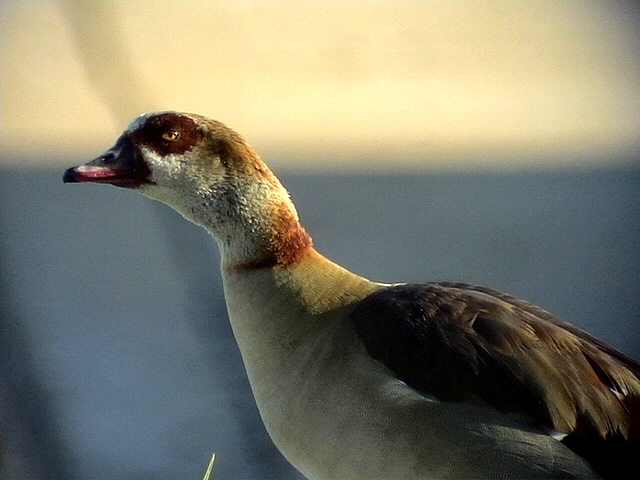 Nilgs <br> Egyptian Goose<br> Alopochen aegyptiacus