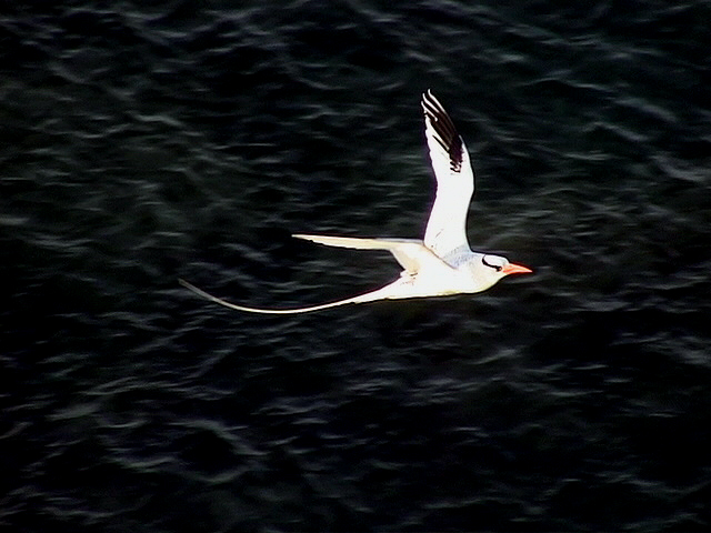 Rdnbbad tropikfgel<br> Red-billed Tropicbird<br> Phaeton aethereus