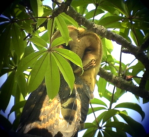 Tornuggla<br> Barn Owl<br> Tyto alba detorta