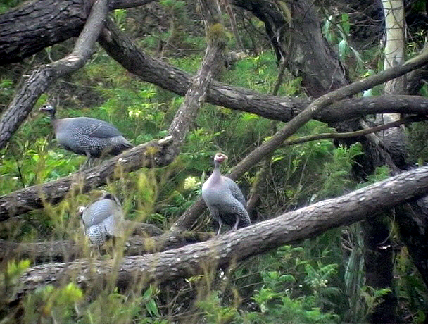 Hjmprlhna<br> Helmet Guineafowl<br> Numida meleagris galeata