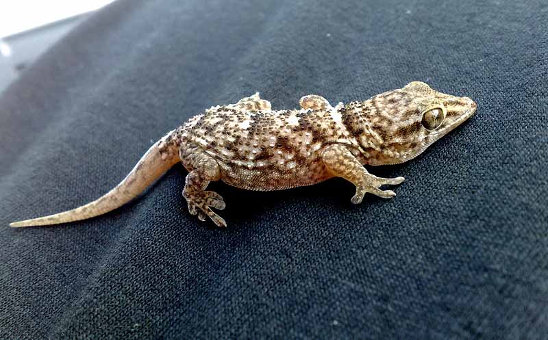 Tarentola sp.??