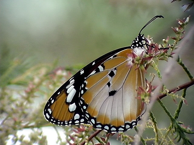 Mindre monark <br> African Monarch<br>  Danaus chrysippus
