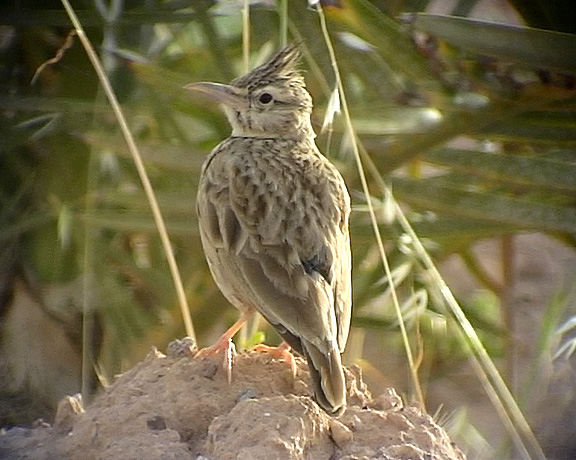 Tofslrka<br> Crested Lark<br> Galerida cristata 